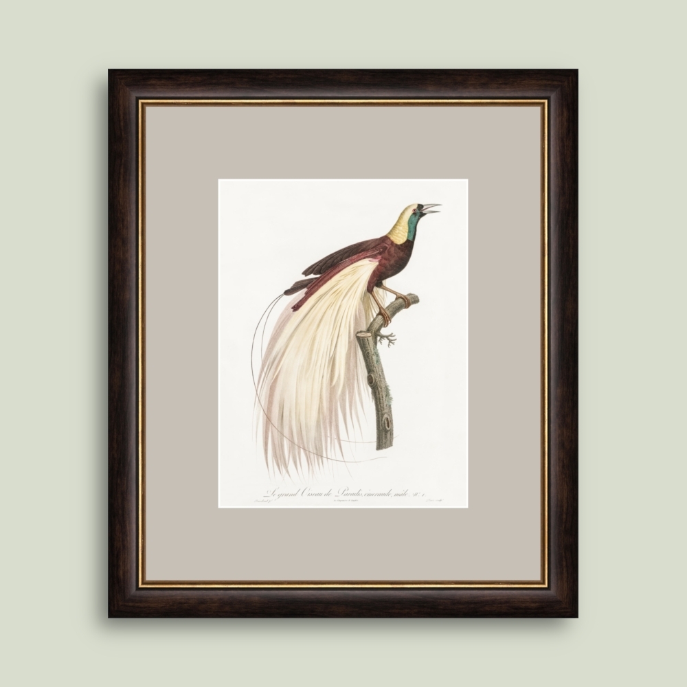 Tablou inramat Le grand Oiseaux de paradis, émeraude, male 38 x 47 cm