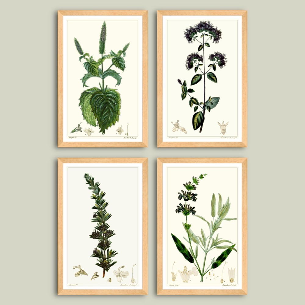 Set printuri botanice inrămate Mentă, Oregano, Rozmarin, Salvie dim. set 52 x 78 cm