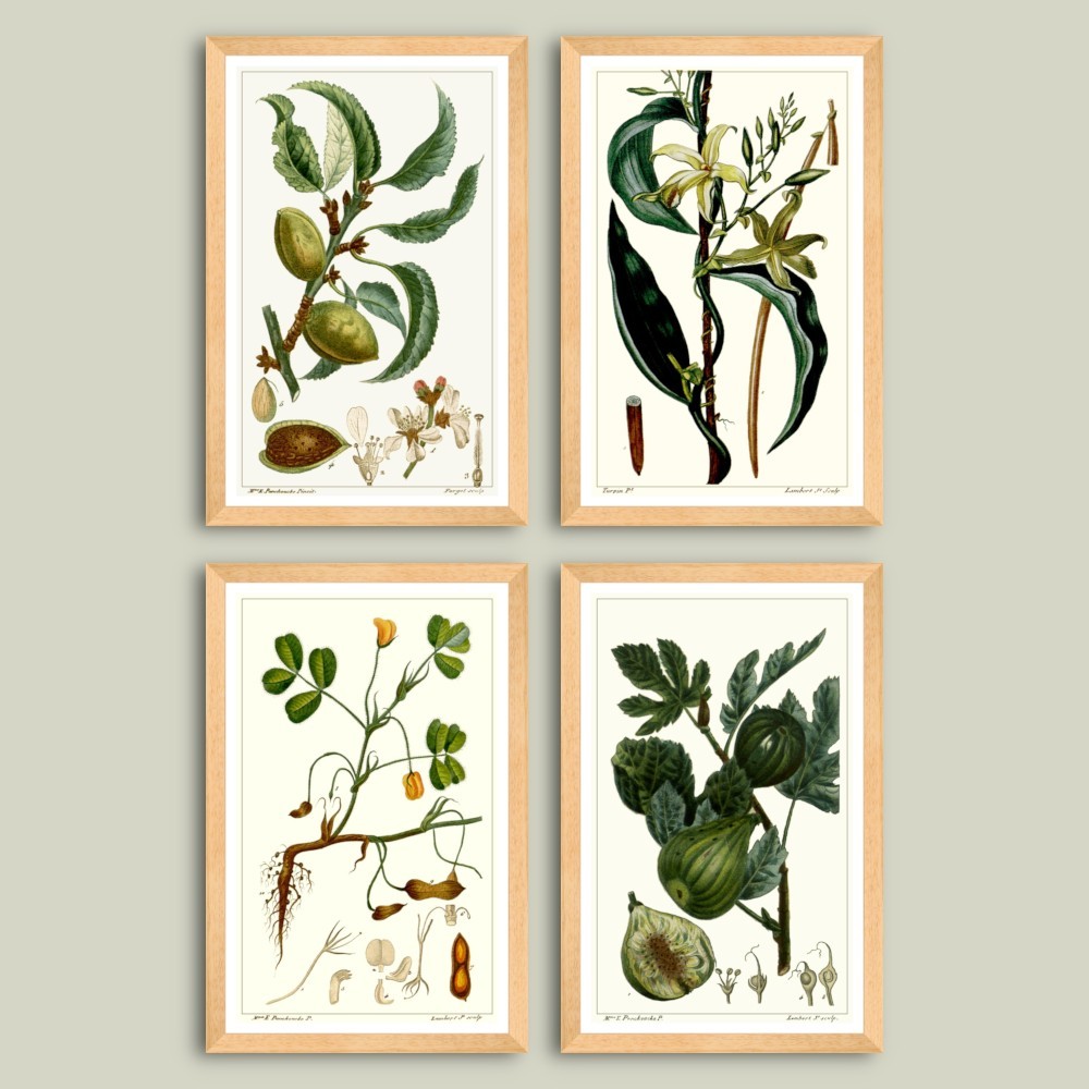 Set printuri botanice inrămate Migdală, Vanilie, Arahide, Smochin dim. set 52 x 78 cm