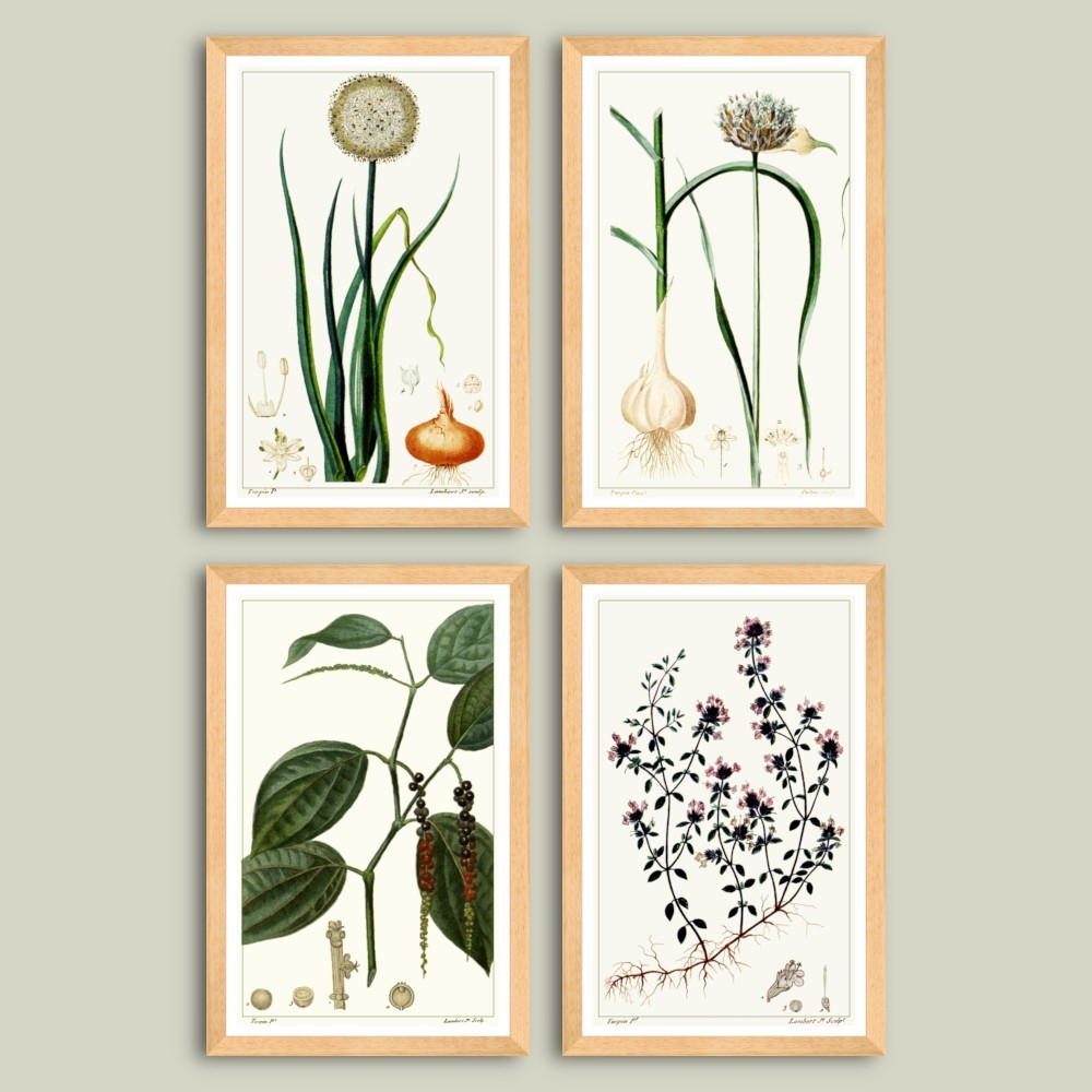 Set printuri botanice inrămate Ceapă, Usturoi, Piper, Cimbru dim. set 52 x 78 cm