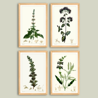 Set printuri botanice inrămate Busuioc, Oregano, Rozmarin, Salvie dim. set 52 x 78 cm