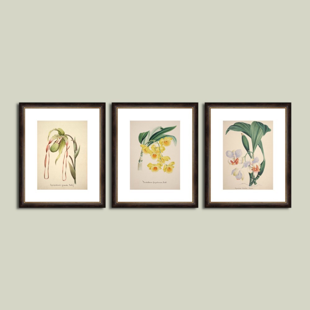 Set postere inrămate Orhidee III dim. set 76 x 46 cm