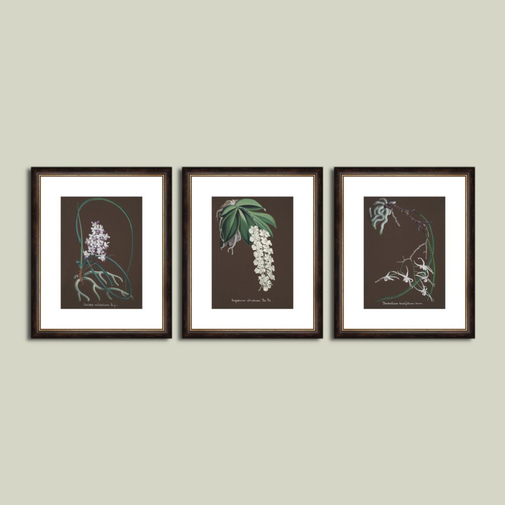 Set postere inrămate Orhidee IV dim. set 76 x 46 cm