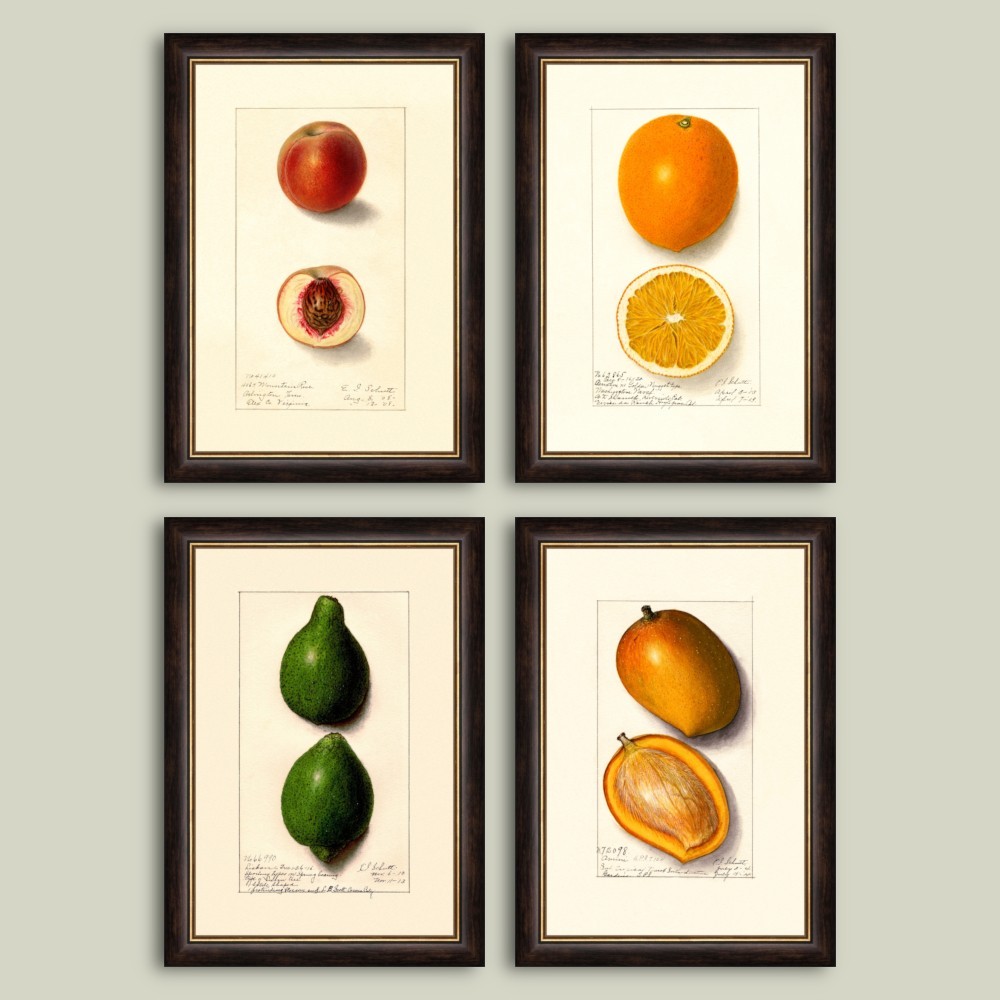 Set postere inrămate Fructe II dim. set 52 x 72 cm