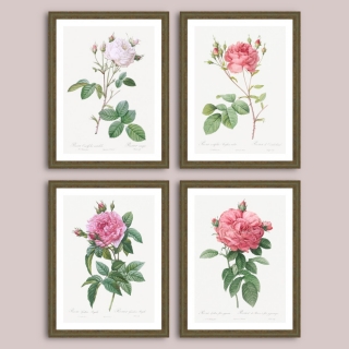 Set postere inrămate Trandafiri, varietați ale soiurilor Rosa Centifolia și Rosa Gallica dim. set 66 x 86 cm