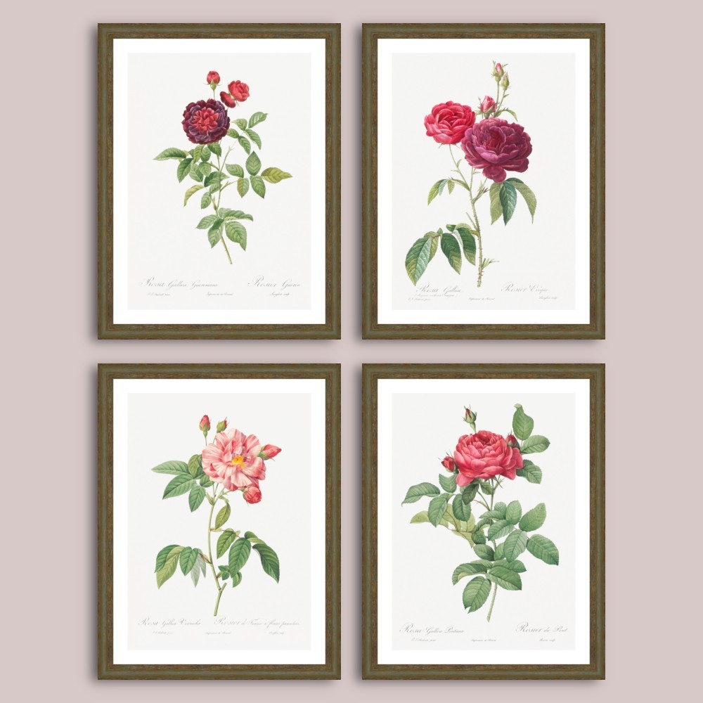 Set postere inrămate Trandafiri diverse varietați ale soiurilor Rosa Gallica dim. set 66 x 86 cm