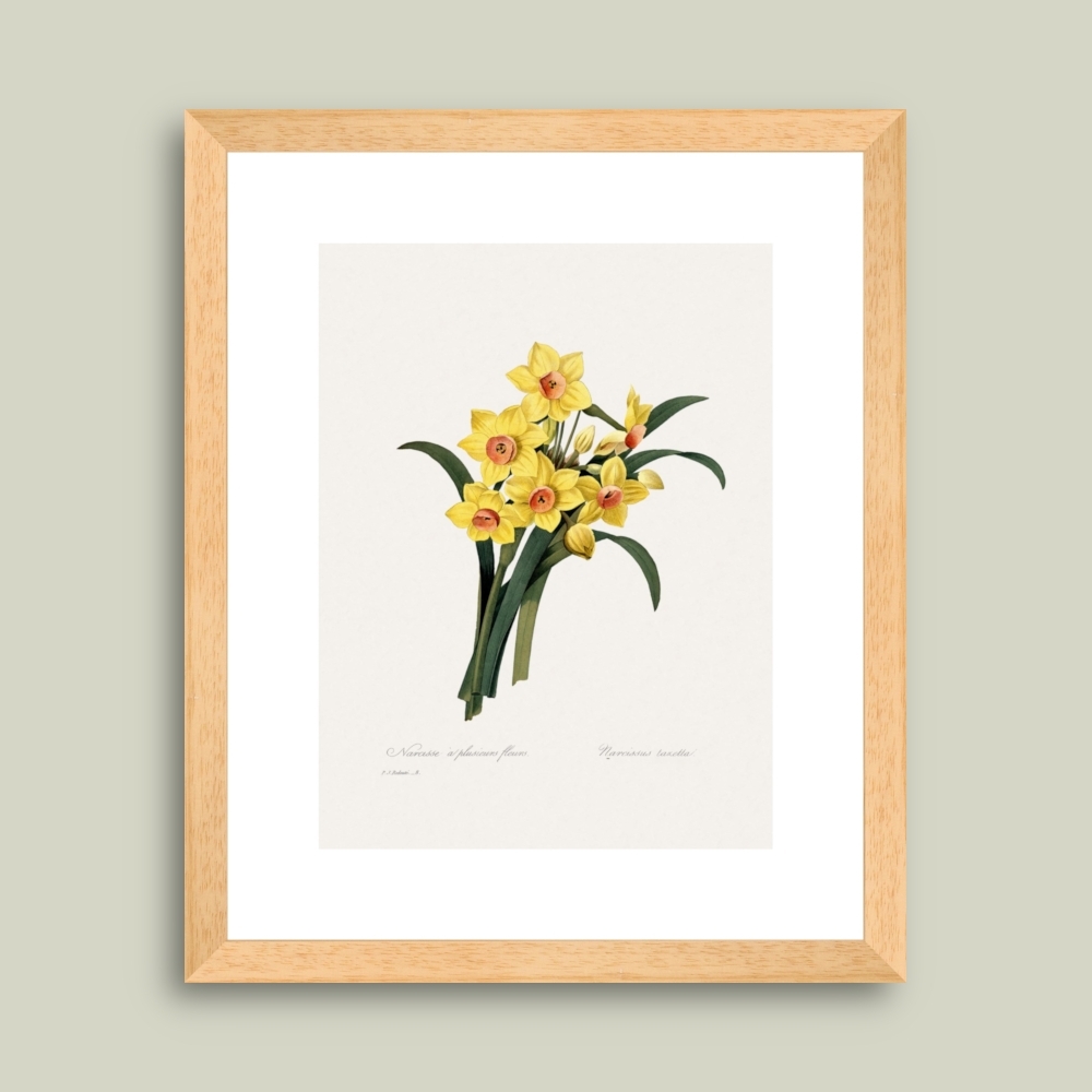 Tablou inramat Narcissus tazetta 32 x 39 cm
