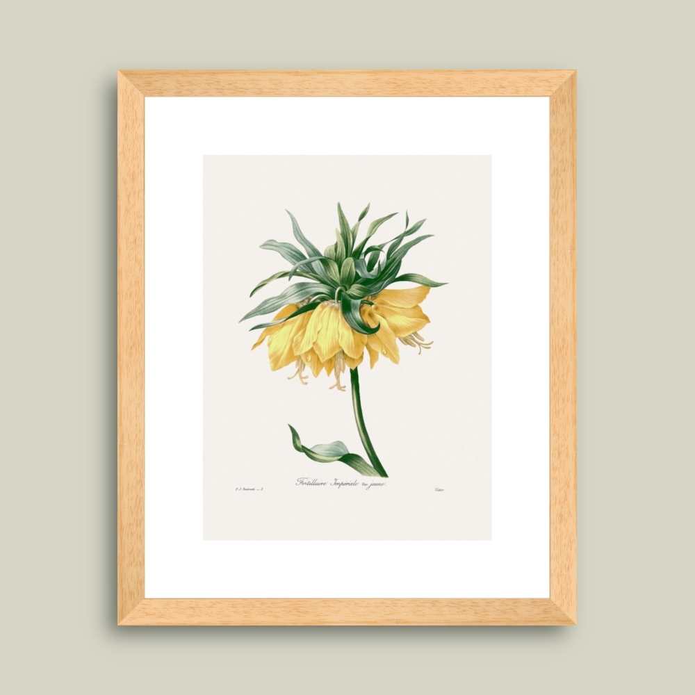 Tablou inramat Fritillaria imperialis var. jaune 32 x 39 cm