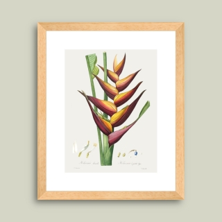 Tablou inramat Heliconia humilis 32 x 39 cm