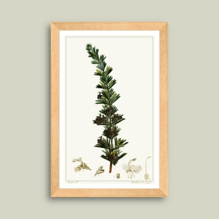 Tablou inramat Rozmarin 26 x 39 cm