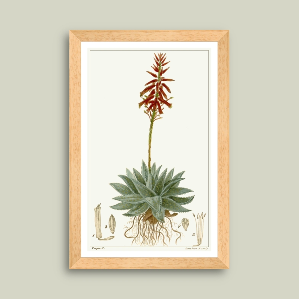Tablou inramat Aloe 26 x 39 cm