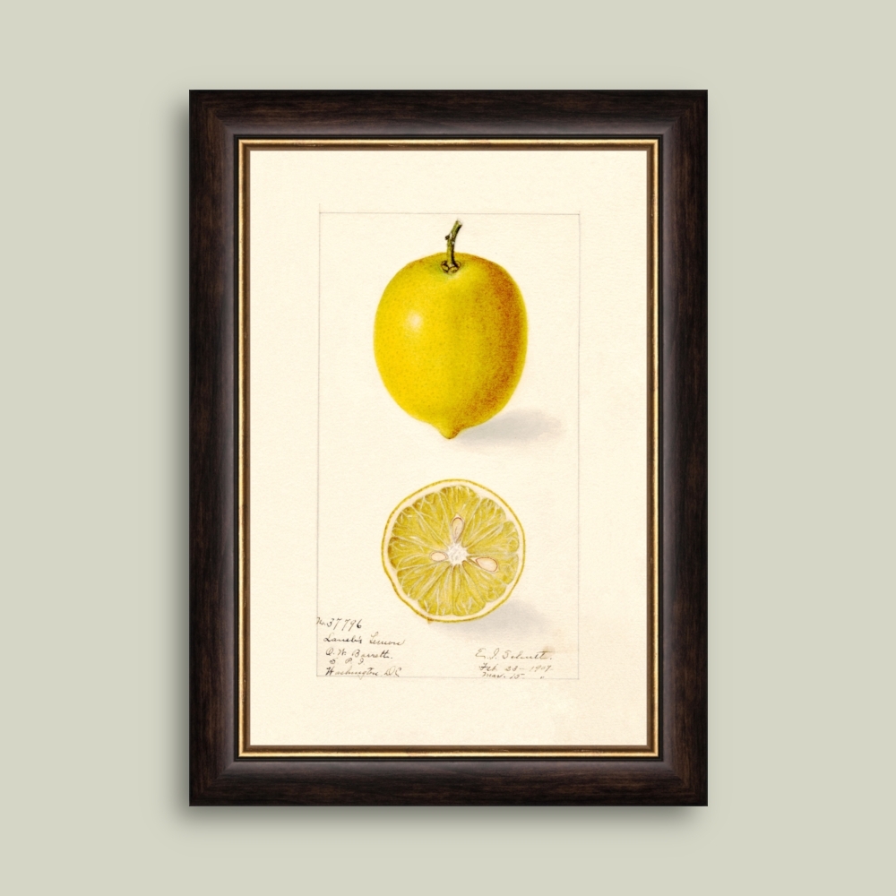 Tablou inramat Lambs Lemon - soi de lămâi 26 x 36 cm