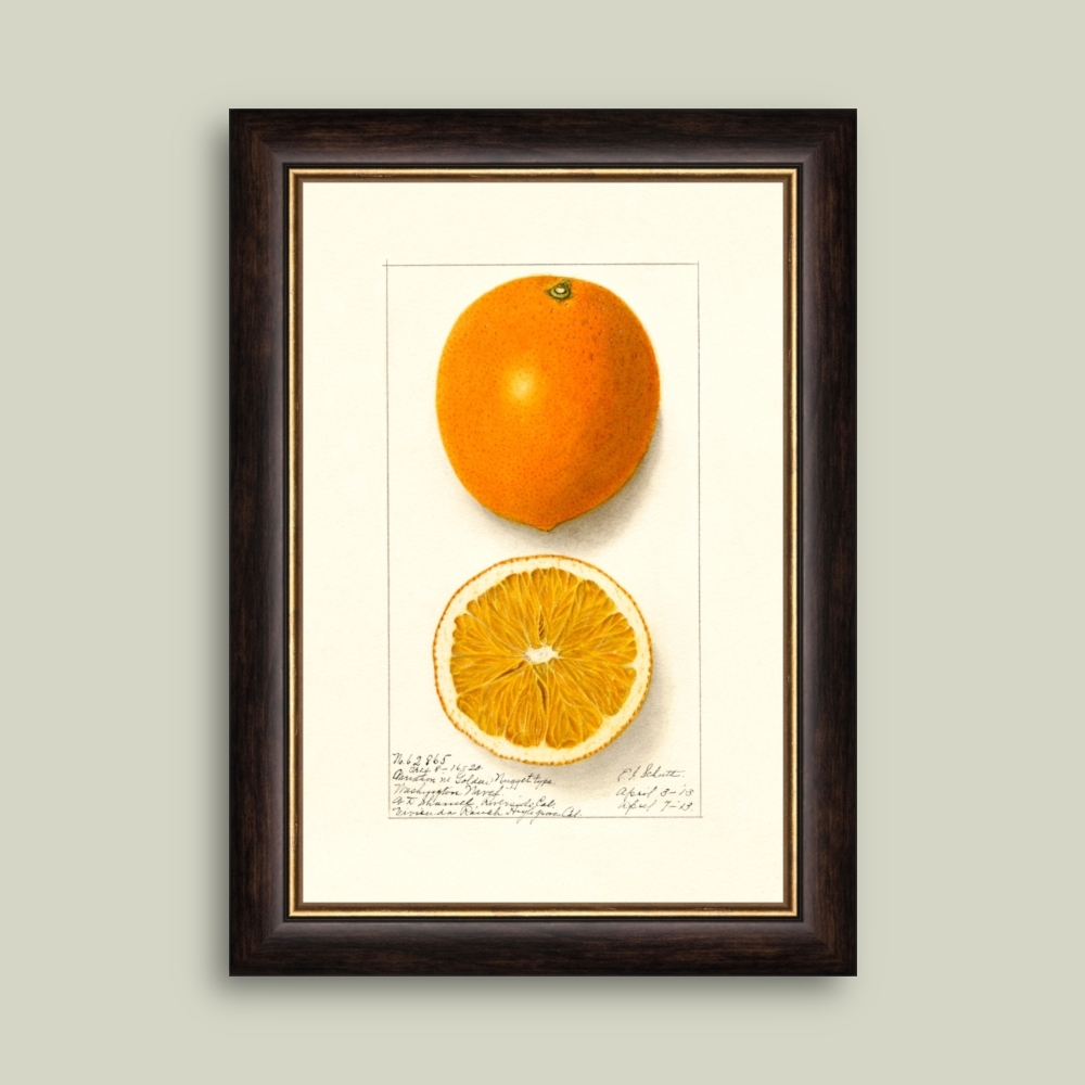 Tablou inramat Washington Navel - soi de portocale 26 x 36 cm