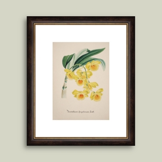 Tablou inramat Orhidee Dendrobium chrysotoxum 38 x 46 cm