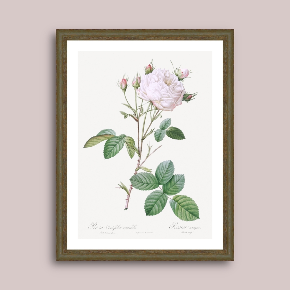 Tablou inramat Trandafir White Provence (Rosa centifolia mutabilis) 33 x 43 cm