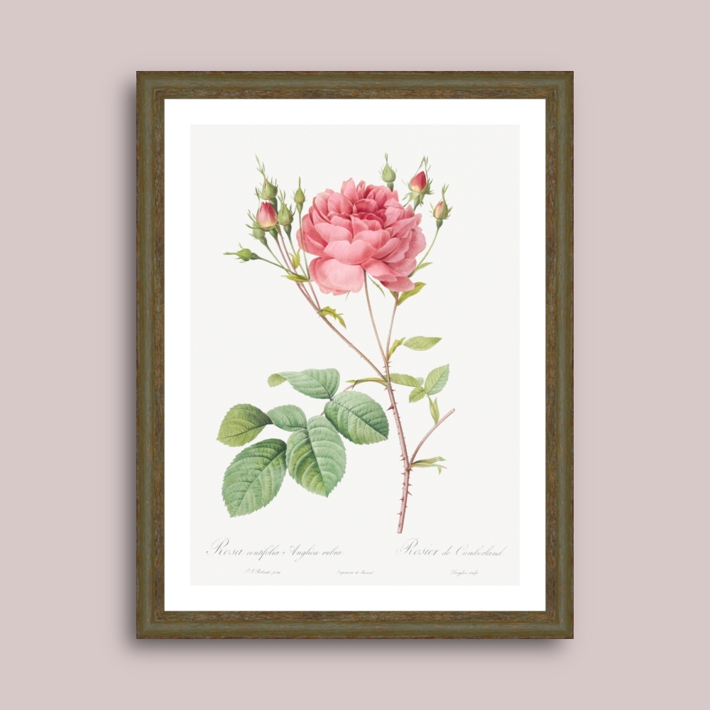 Tablou inramat Trandafir Cumberland Rose (Rosa Centifolia Anglica Rubra) 33 x 43 cm