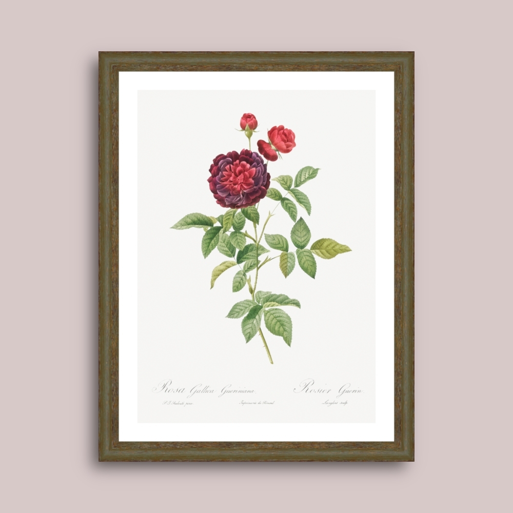 Tablou inramat Trandafirul lui Guerin (Rosa gallica gueriniana) 33 x 43 cm