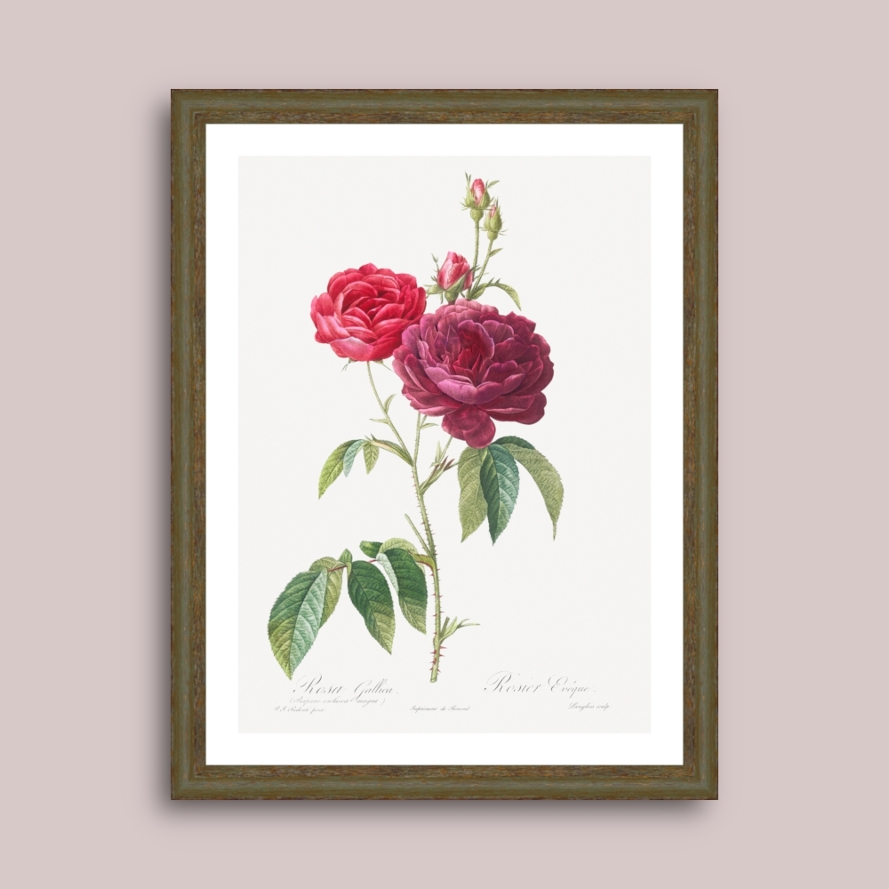 Tablou inramat Trandafir francez violet 33 x 43 cm