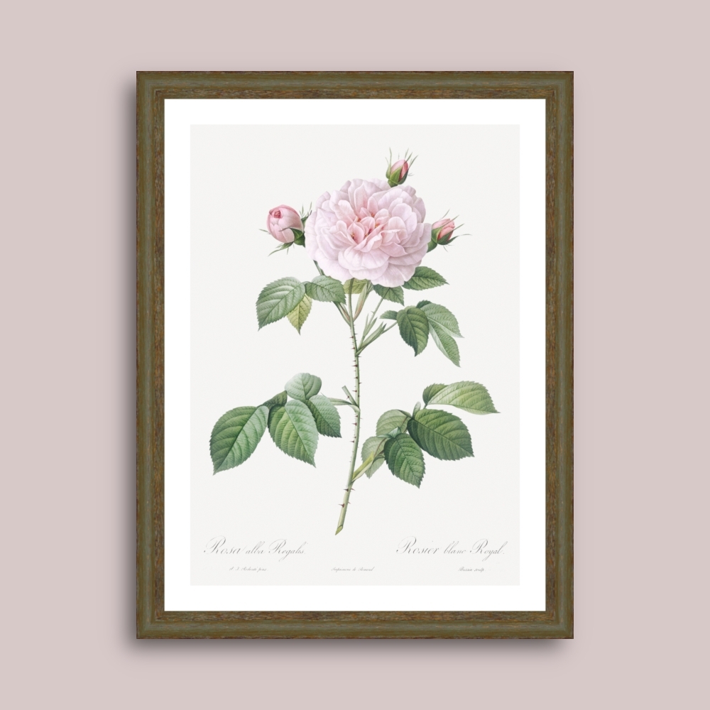 Tablou inramat Trandafir alb regal (Rosa alba regalis) 33 x 43 cm