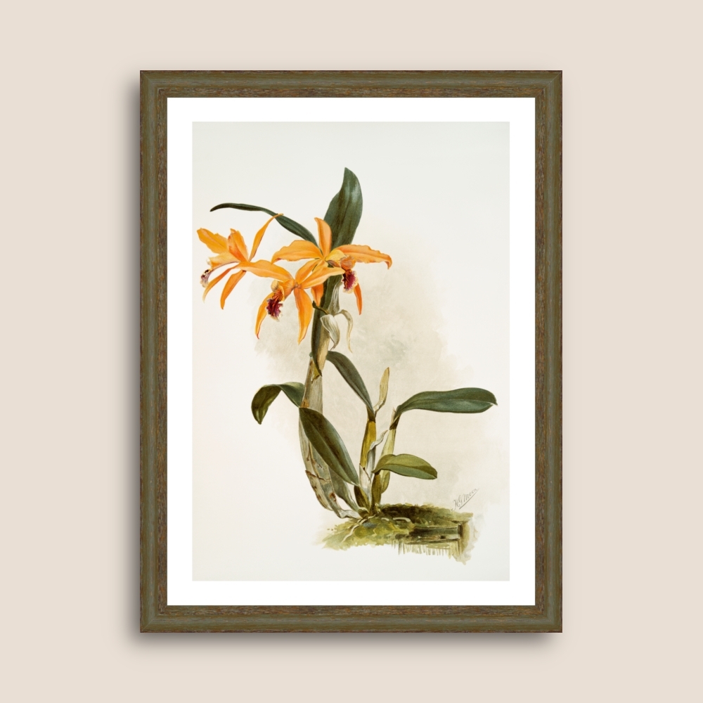 Tablou inramat Orhidee Hybrid of laelia and cattleya species 33 x 45 cm