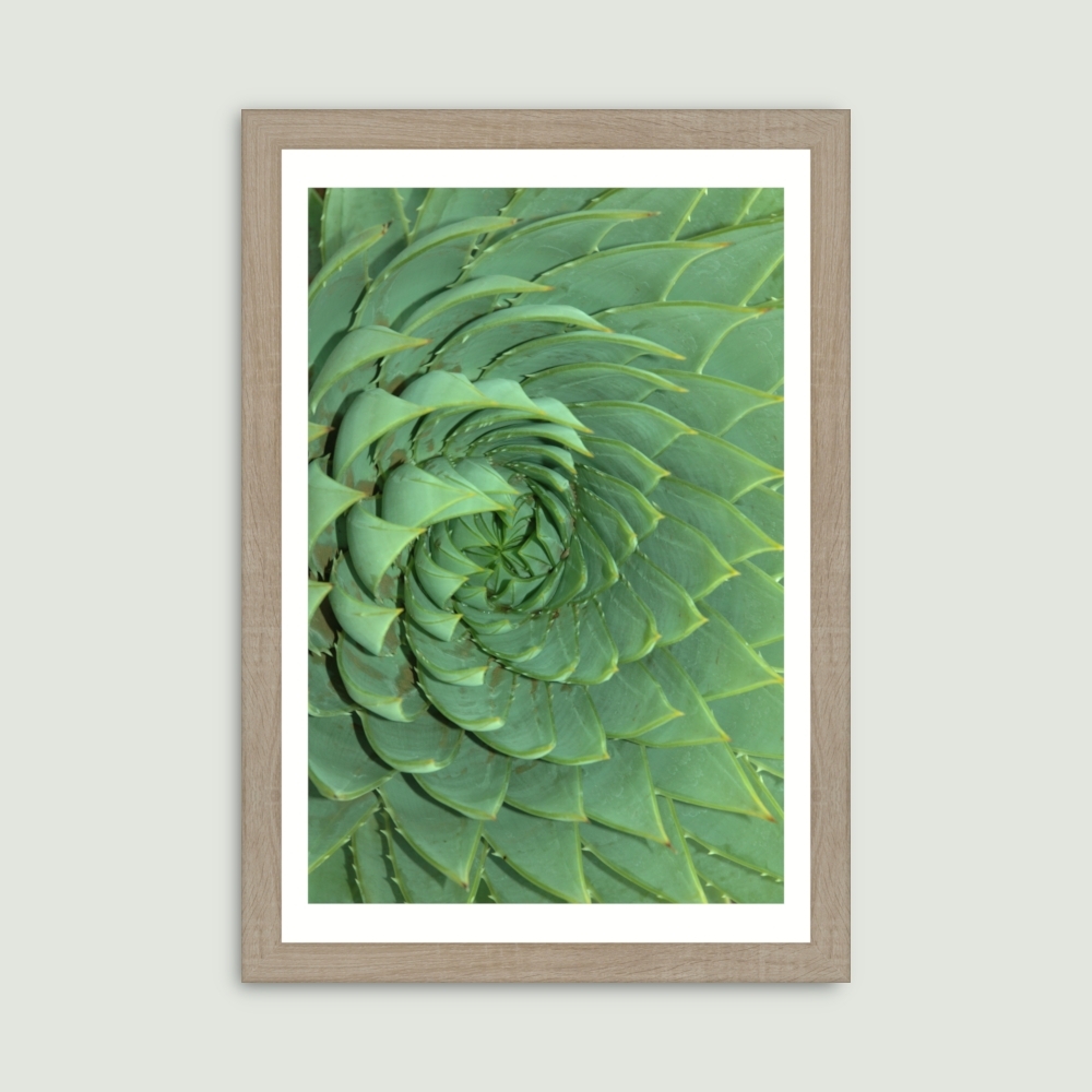 Tablou inramat Spinning Cactus 35 x 50 cm